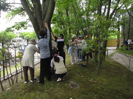 樹と出会う―おとなのためのネイチャーゲーム（新潟市美術館）