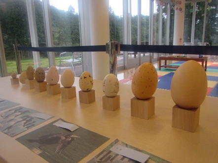 4.プロジェクトワイルド鳥編（公園財団）