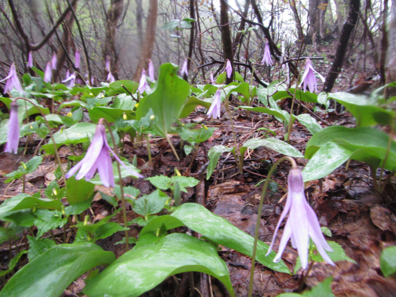 「命のトンネル」中山隧道、カタクリの花咲く雨の中山峠を歩く。1