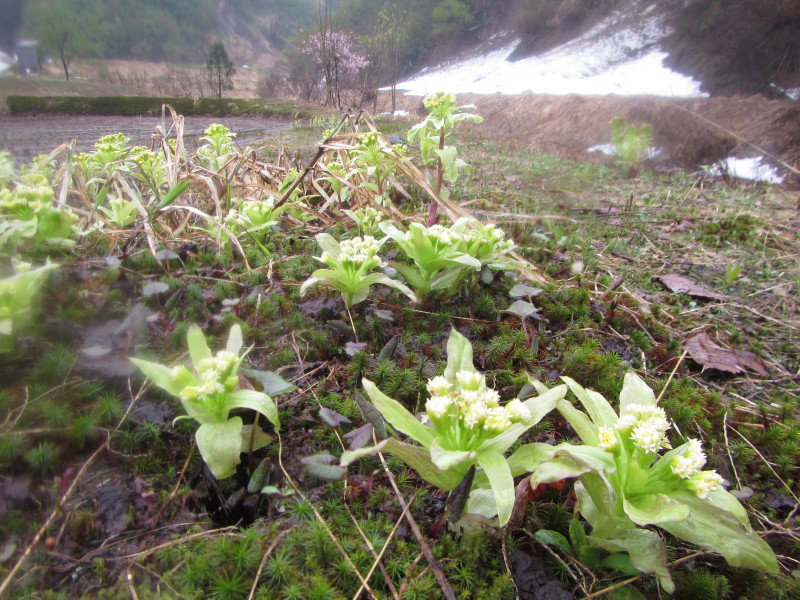 「命のトンネル」中山隧道、カタクリの花咲く雨の中山峠を歩く。3